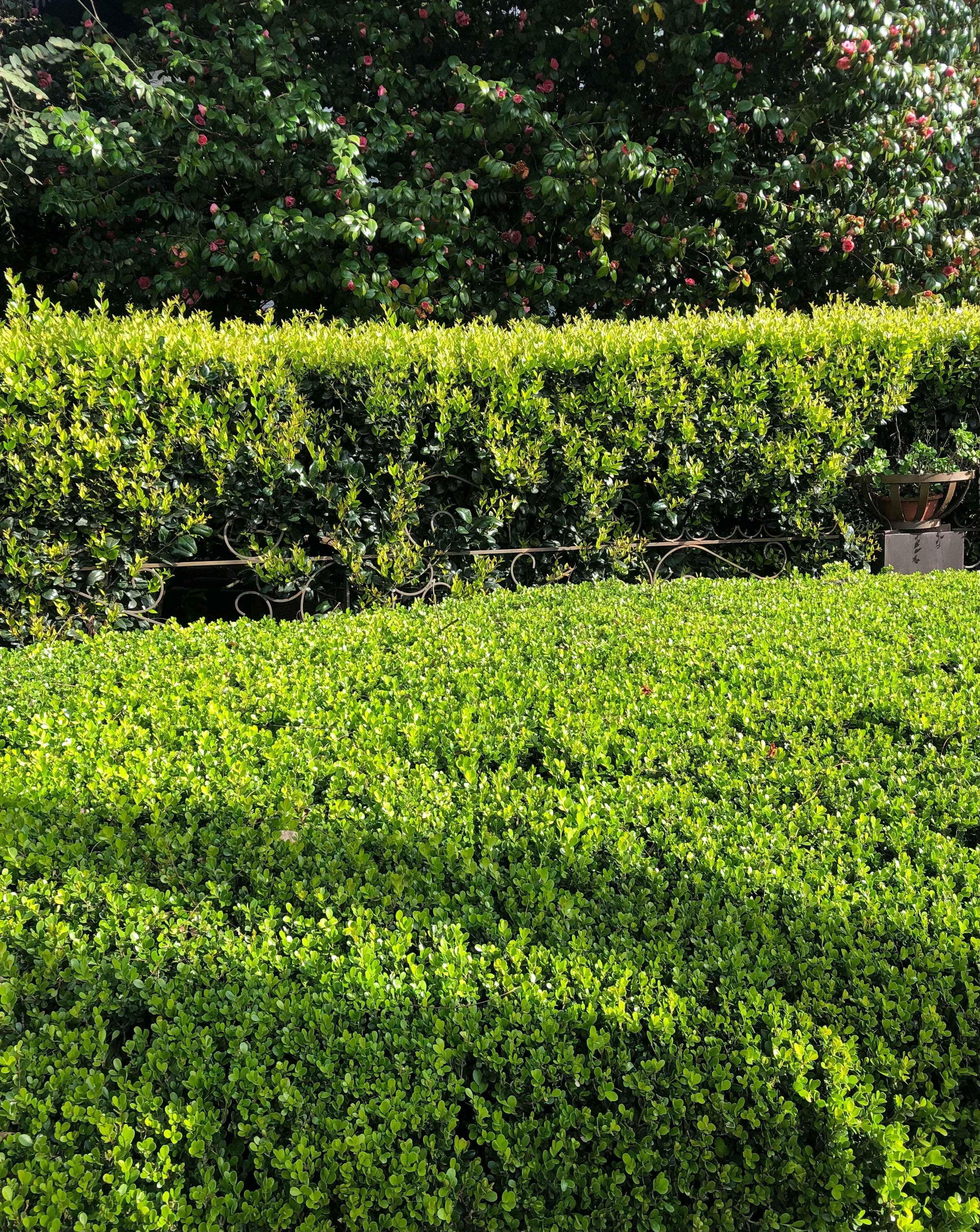 Shrub & Hedge Trimming image