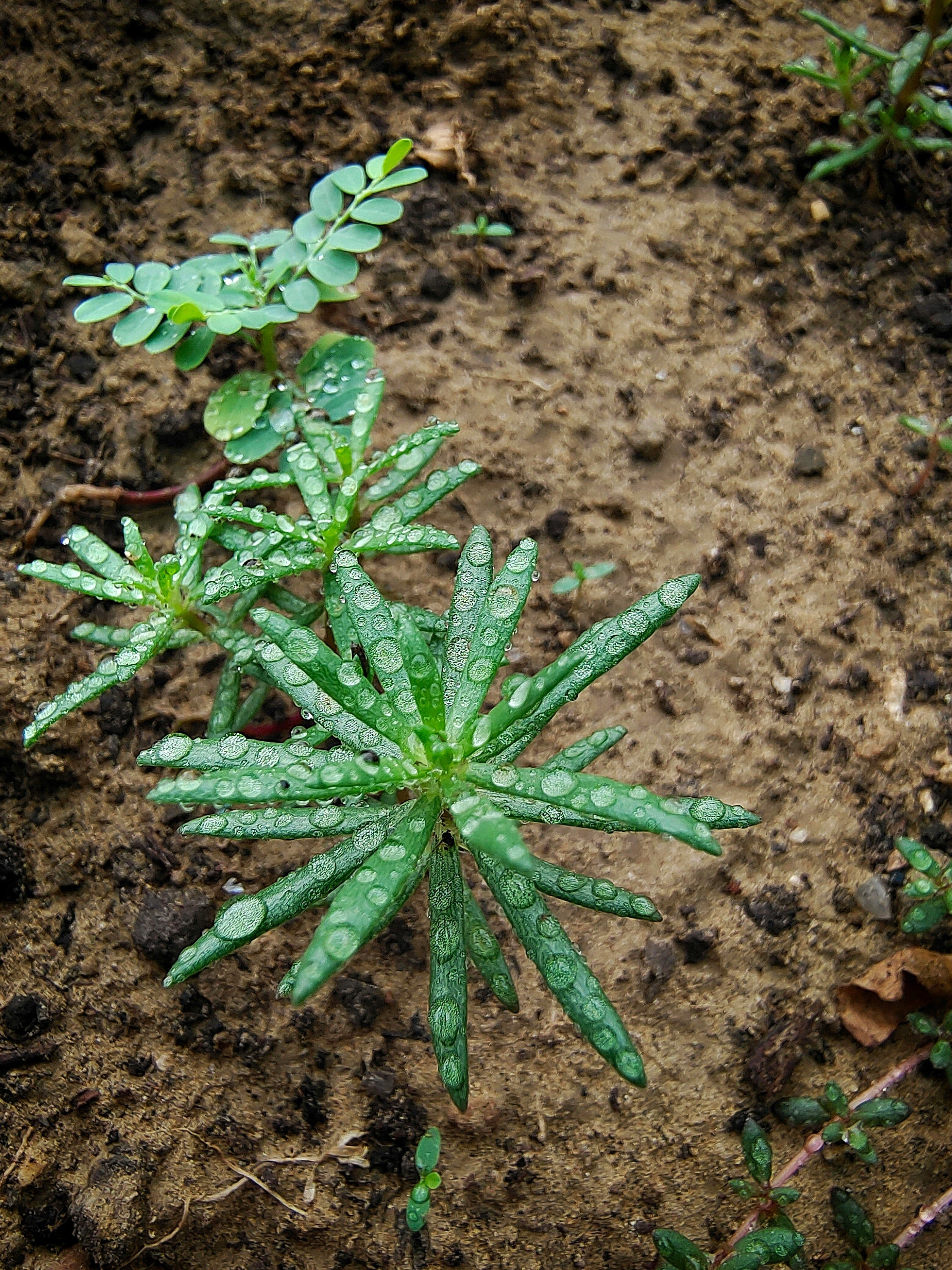 Weed Control & Pre-Emergent image