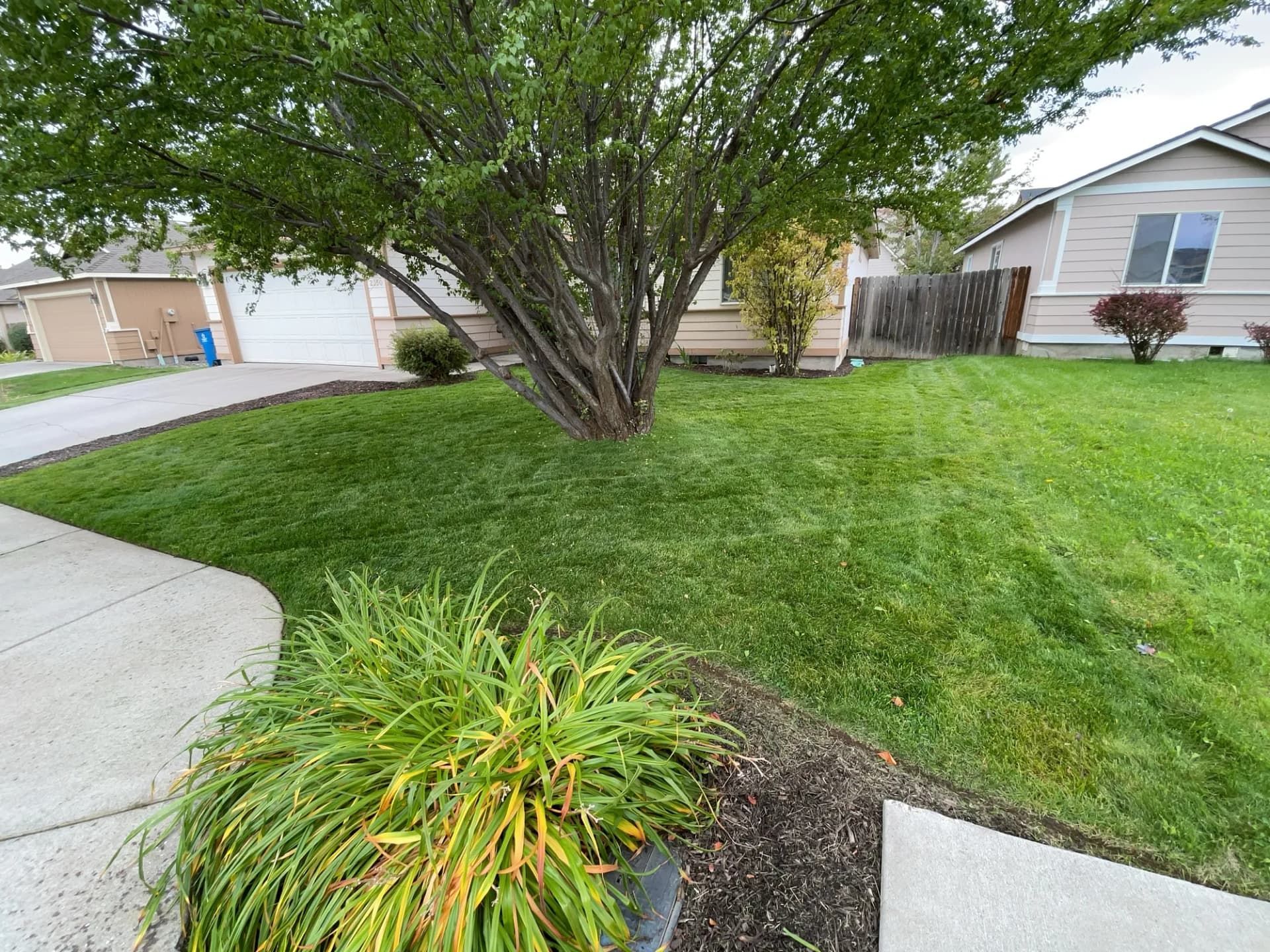 Front Yard, Curbside Strip, and Backyard Lawn Mowing Done Right image