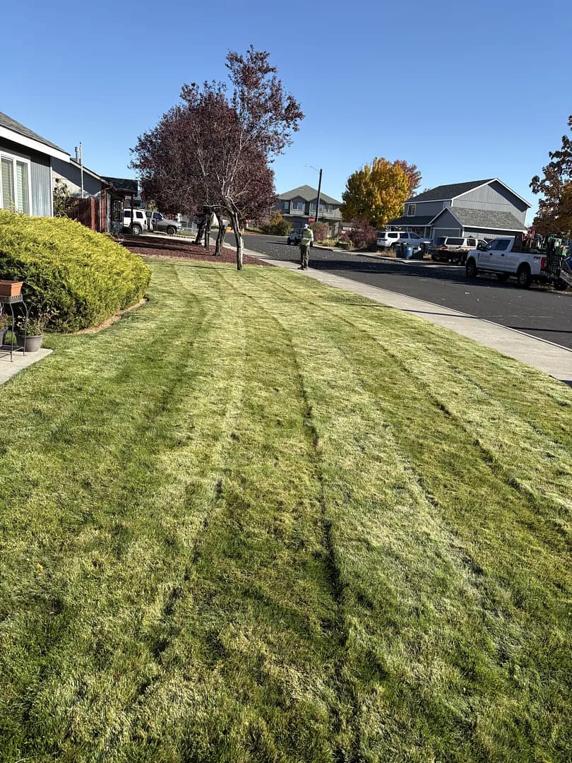 Fresh Fall Lawn Mowing in Redmond image